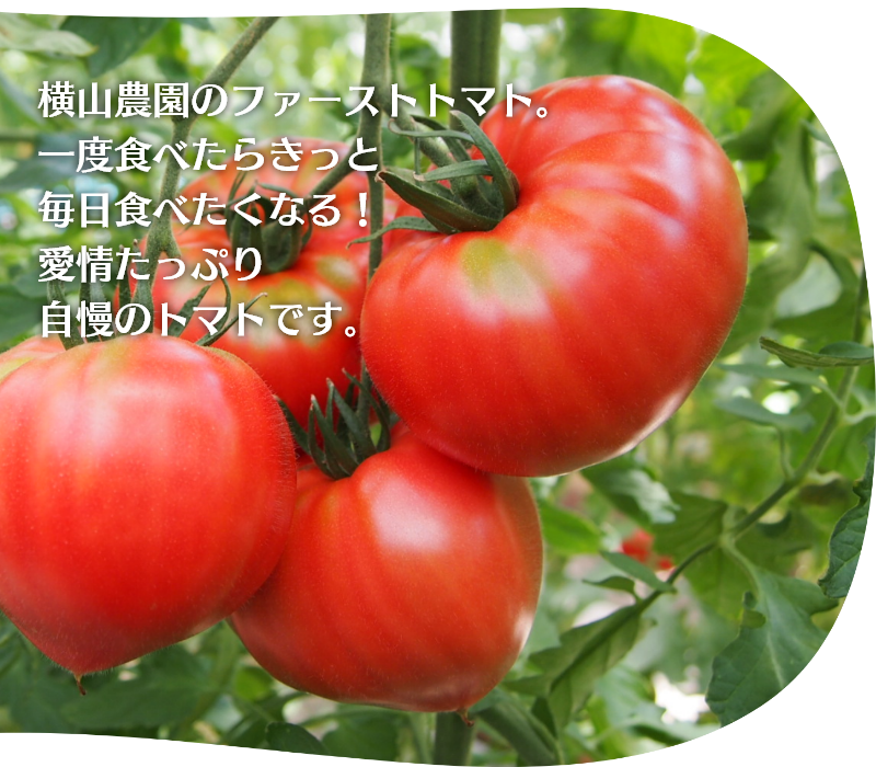 横山農園のファーストトマト。一度食べたらきっと毎日食べたくなる！愛情たっぷり自慢のトマトです。